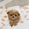 Milk – Male Teacup Maltipoo