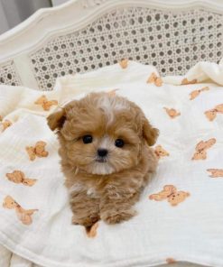 Milk – Male Teacup Maltipoo