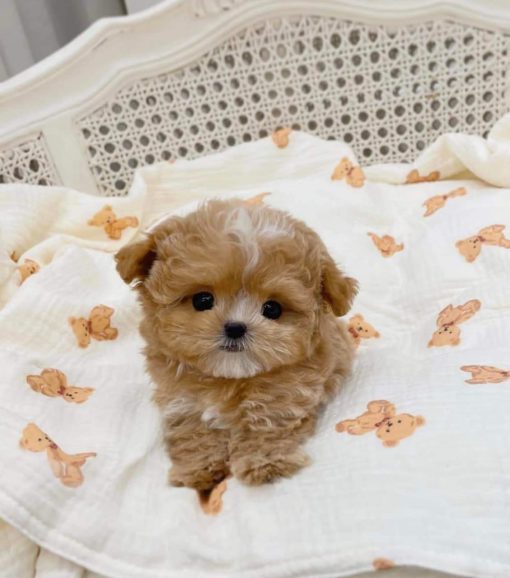 Milk – Male Teacup Maltipoo