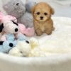 Shasha – Female Teacup Poodle