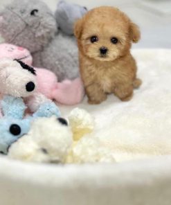 Shasha – Female Teacup Poodle