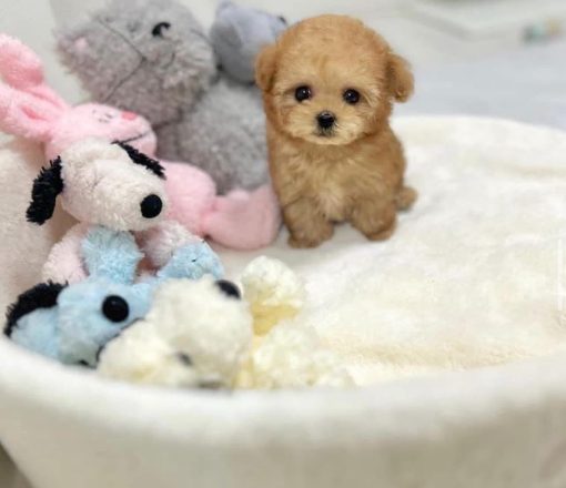 Shasha – Female Teacup Poodle