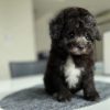 Emma – Female Teacup Poodle