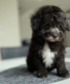 Emma – Female Teacup Poodle