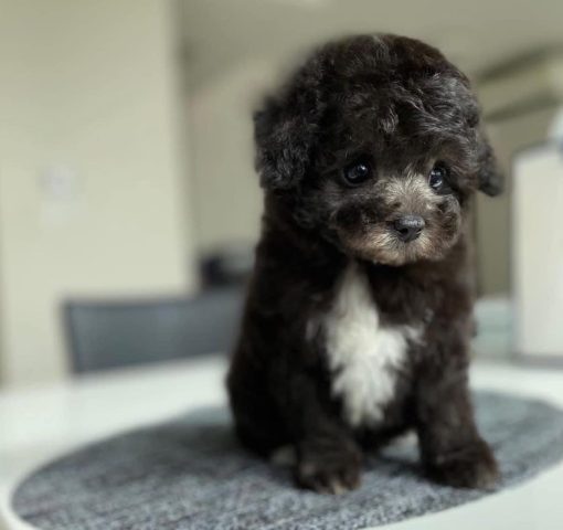 Emma – Female Teacup Poodle