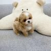 Roy – Mini Maltipoo male