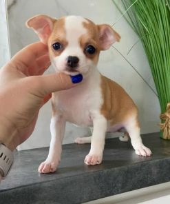 Ken – Male Teacup Chihuahua