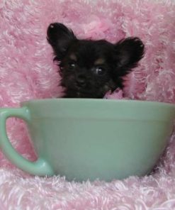 Windy – Teacup Chihuahua Female