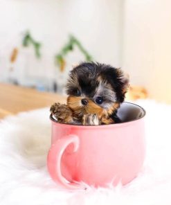 Teacup Yorkshire Terrier