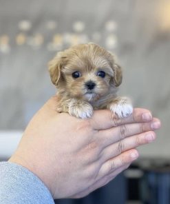 Mini Maltipoo